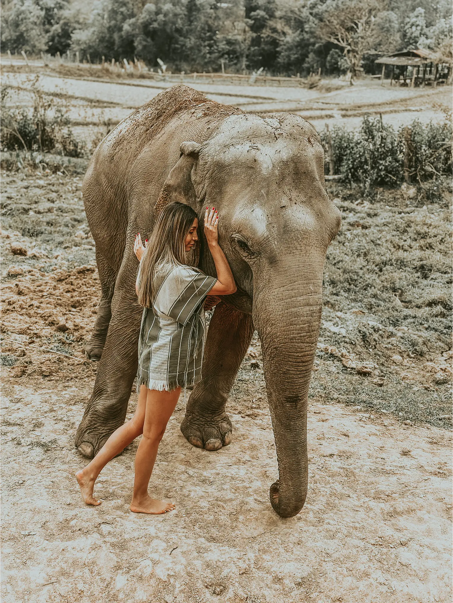 Elefante